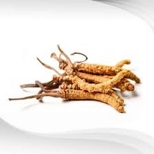 cordyceps sinensis